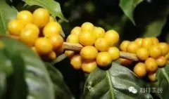 咖啡品种详解：Yellow Bourbon黄波旁 巴西米纳斯咖啡豆口感