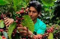 巴布亚新几内亚咖啡精品咖啡豆的处理方式处理方法简介