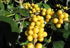 哥斯达黎加黑蜜处理莱昂纳多咖啡豆的特点处理法风味描述口感特征