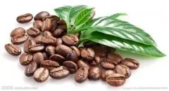 云南小粒咖啡泡多少水冲才好喝与品种种植庄园产地区的关系