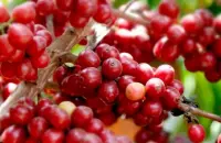 咖啡豆常识：咖啡的生长海拔与咖啡的风味关系