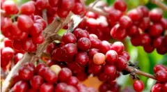 咖啡豆常识：咖啡的生长海拔与咖啡的风味关系