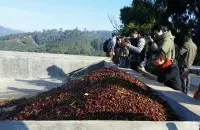 哥斯达黎加圣罗曼庄园咖啡产区品种种植情况起源发展简介
