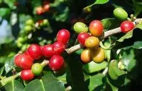 优质的巴拿马艾丽达庄园波奎特花蝴蝶咖啡豆起源发展历史文化简介