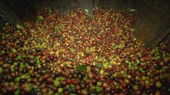 甜葡萄柚的尼加拉瓜咖啡马塔加尔帕产区庄园风味口感香气特征描述