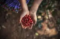 芳香醇厚的埃塞俄比亚夏奇索产区咖啡风味口感香气描述特征简介