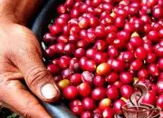 清新明亮的埃塞俄比亚咖啡庄园精品咖啡风味口感特征描述简介