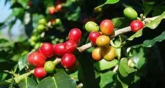 饱满的坦桑尼亚咖啡阿鲁沙咖啡庄园研磨度烘焙度处理法简介