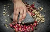 绵软的哥伦比亚咖啡庄园希望庄园产区种植情况气候海拔简介
