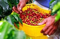 中国咖啡产地云南精品咖啡豆种植情况市场价格简介