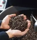 世界精品咖啡庄园豆：印尼苏门答腊曼特宁的研磨度烘焙度处理方法
