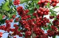 危地马拉精品咖啡安提瓜咖啡品种种植市场价格简介