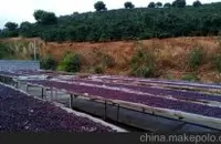青草芳香的卢旺达马拉巴精品咖啡种植情况气候海拔简介