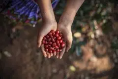 巴西因旱进口咖啡豆，越南咖啡供不应求致价格飙升