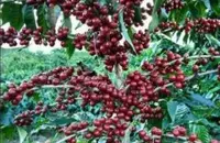台湾阿里山玛翡精品咖啡品种种植市场价格简介