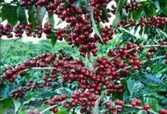 台湾阿里山玛翡精品咖啡品种种植市场价格简介