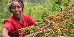 优雅的香气的危地马拉安提瓜咖啡种植情况地理位置气候海拔简介