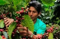 味道芳香的萨尔瓦多梅赛德斯庄园精品咖啡豆品种种植市场价格简介