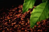 非洲最富盛名的耶加雪菲科契尔庄园精品咖啡豆种植情况地理位置气