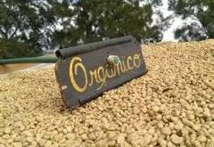丝绒般醇度的危地马拉精品咖啡豆种植情况地理位置气候海拔简介