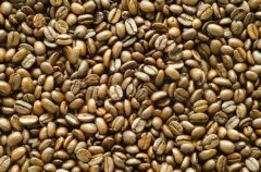 产量较高的云南精品咖啡豆种植情况地理位置气候海拔简介