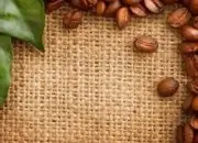 水果香酸和甜感的萨尔瓦多帕卡马拉精品咖啡豆起源发展历史文化简