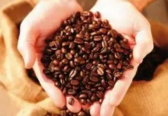 纯正芳香的加拉帕戈斯精品咖啡豆品种种植市场价格简介