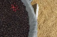 清新淡雅的圣多明各精品咖啡豆起源发展历史文化简介