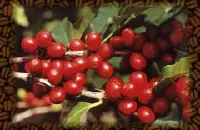 最经典的铁皮卡精品咖啡豆风味口感香气特征描述简介