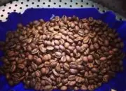 略带果味的铁皮卡精品咖啡豆种植情况地理位置气候海拔简介