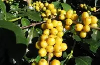 浓浓香气的危地马拉安提瓜花神精品咖啡豆起源发展历史文化简介