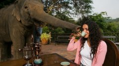 【猫屎劲敌】泰国象屎咖啡产量少 一公斤卖8000蚊