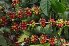 优越的亚特兰大庄园精品咖啡豆研磨度烘焙程度处理方法简介