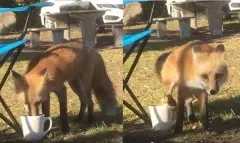 成精了？狐狸偷喝咖啡，担心被发现竟洒尿补满水位！