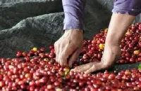 回韵持久丰富的萨尔瓦多喜马拉雅精品咖啡豆品种种植市场价格简介