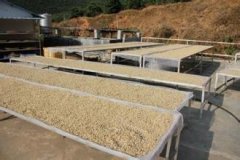 品质良好的哥斯达黎加圣罗曼精品咖啡豆种植情况地理位置气候海拔