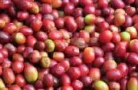 香醇口感的波多黎各精品咖啡豆风味口感香气特征描述简介