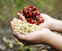 淡淡杂味的天堂鸟庄园精品咖啡豆品种种植市场价格简介