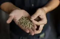 巧克力韵味的芙茵庄园精品咖啡豆研磨度烘焙程度处理方法简介