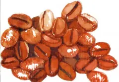 今年二月楠榜罗布斯达咖啡豆 出口量14321吨总值2880万美元