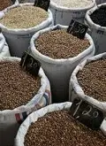 光泽鲜亮的肯尼亚精品咖啡豆起源发展历史文化简介