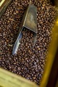 颗粒饱满的哥斯达黎加精品咖啡豆品种种植市场价格简介