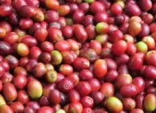 气候湿润的云南精品咖啡豆风味口感香气特征描述简介