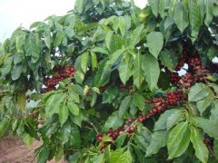 甘苦味的巴西喜拉多精品咖啡豆风味口感香气特征描述简介