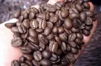 颗粒外形较大的洪都拉斯圣胡安喜多精品咖啡豆品种种植市场价格简