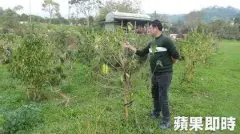 台湾古坑咖啡豆减产　生豆涨逾2成