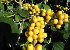 清爽的天意庄园精品咖啡豆起源发展历史文化简介