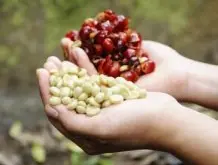 圆润平衡的洛斯刚果庄园精品咖啡豆品种种植市场价格简介