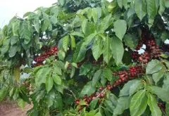 明显回甘的洪都拉斯圣胡安喜多精品咖啡豆风味口感香气特征描述简
