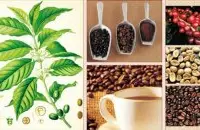 极均衡的洪都拉斯圣胡安喜多精品咖啡豆种植情况地理位置气候海拔